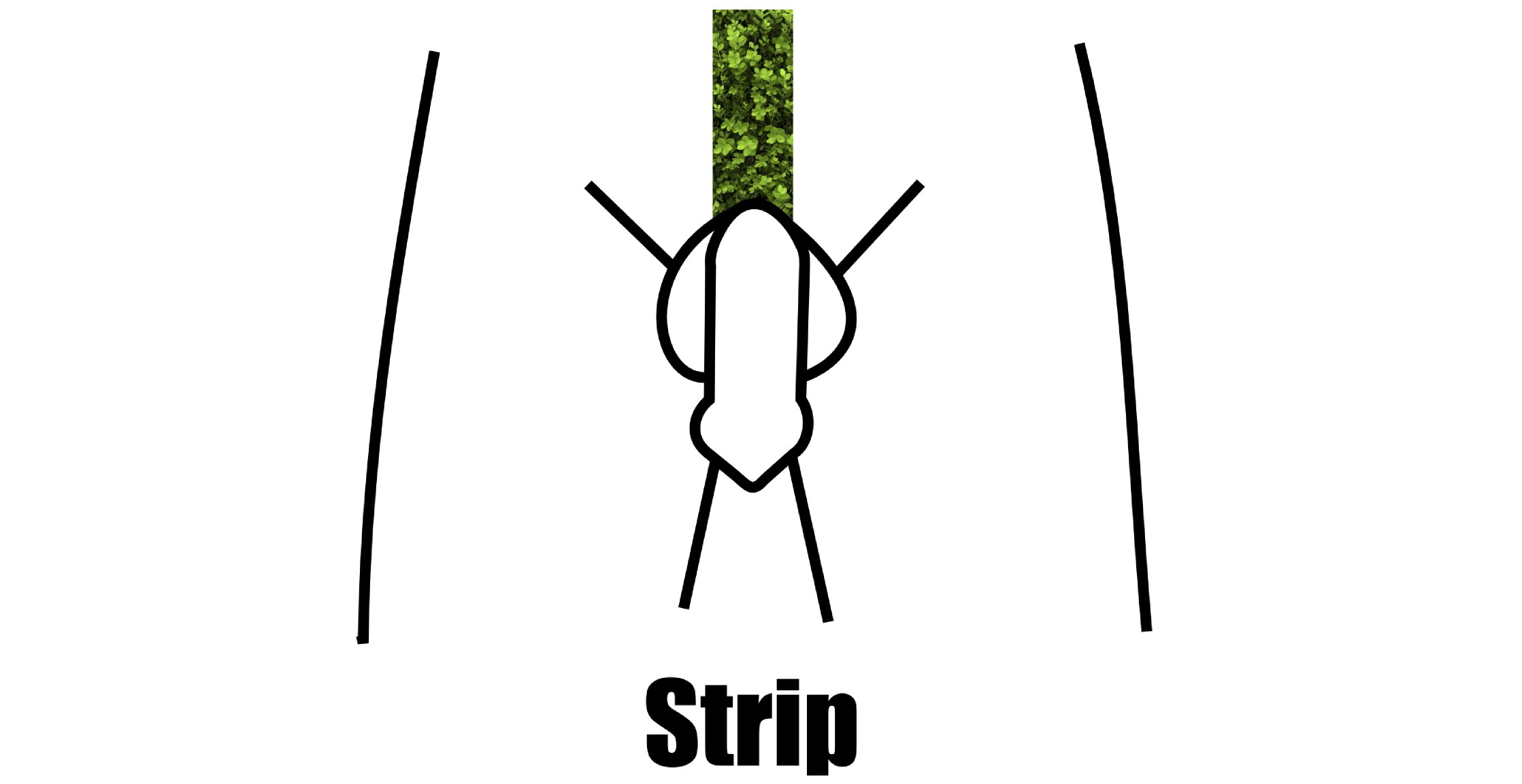 Pubic Hair Styles Strip